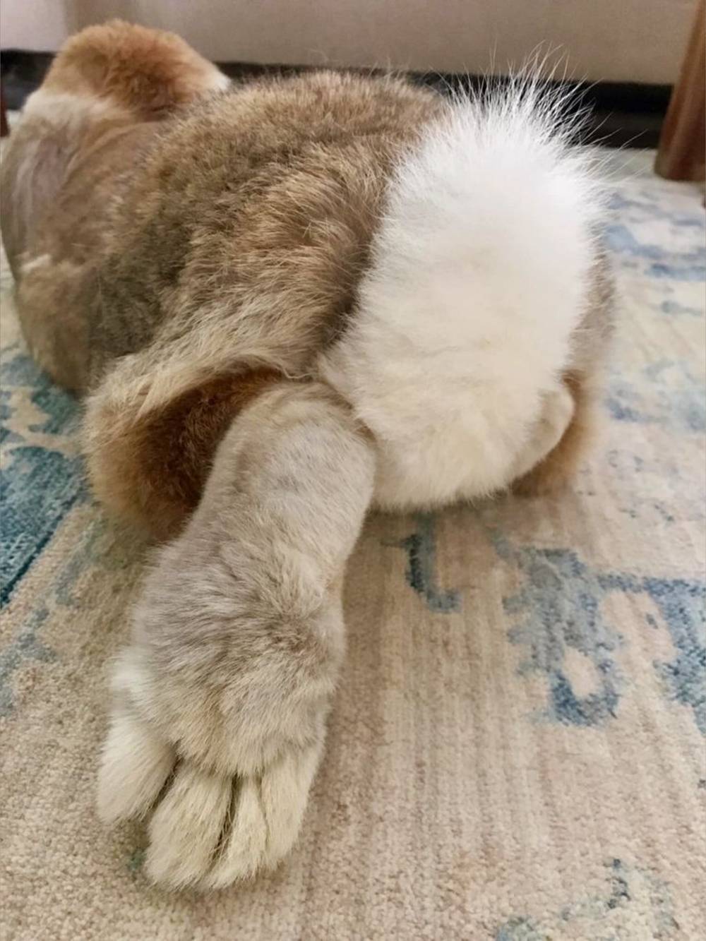 Patitas de Conejo OnlyFans – free nudes, naked, leaked