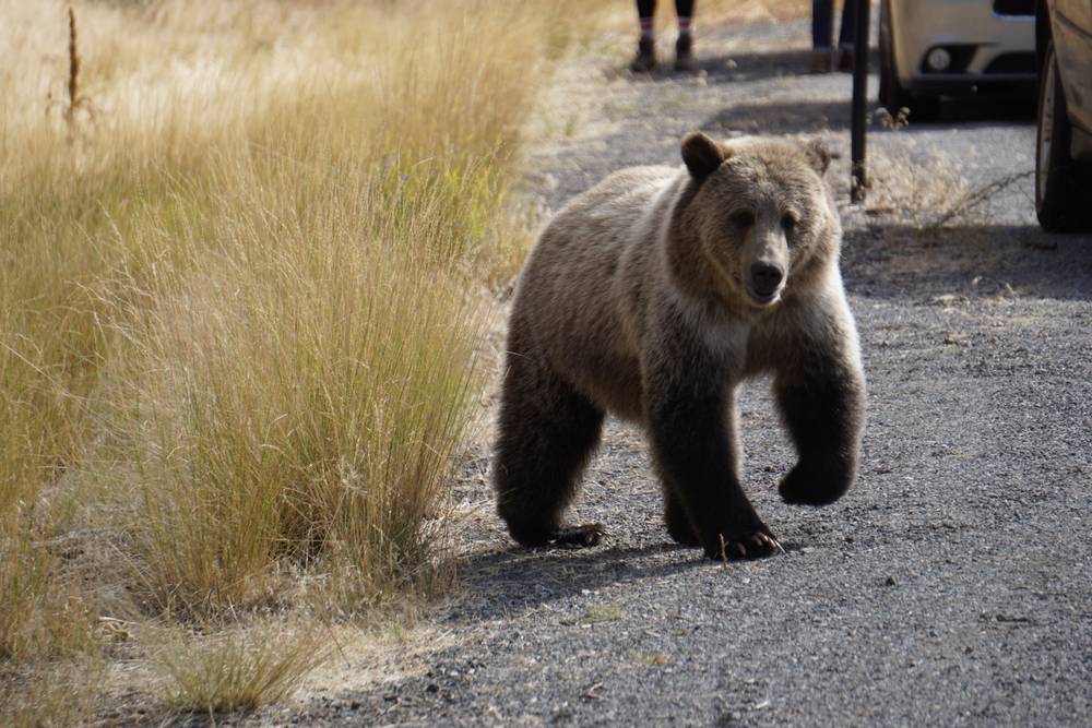 DJ Bear