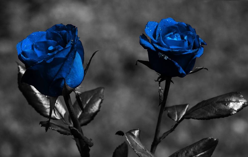 Blue Roses of 69 Wyld Girls