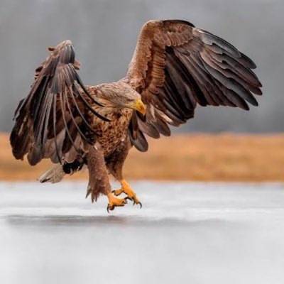 CazadorMxxx/ 100%amateur