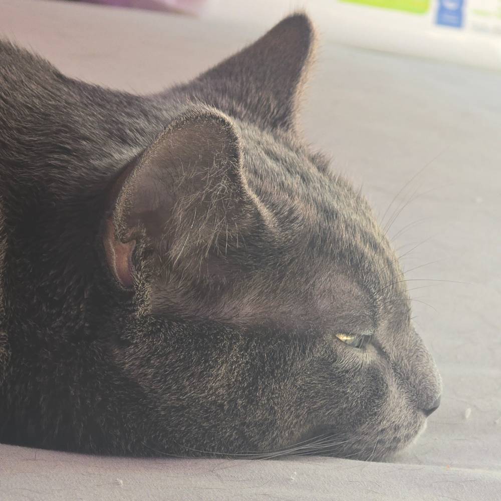 Regina Corvi | ON TEMP HIATUS