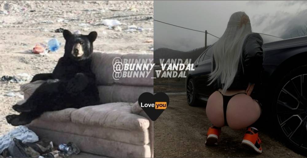 BunnyVandal